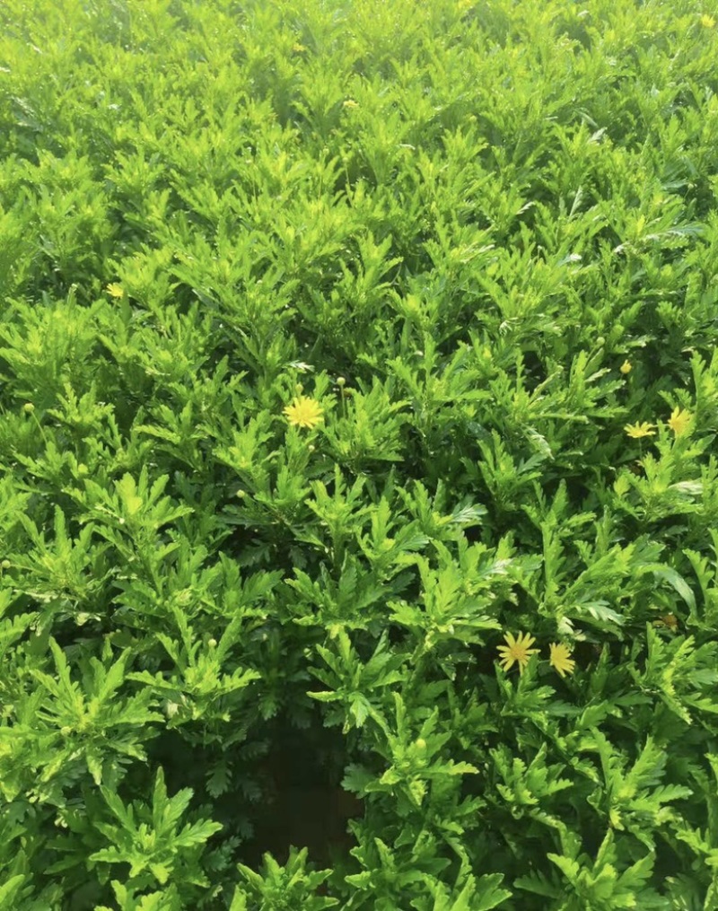 木春菊出售货多质量好服务有保障自己扦插繁殖