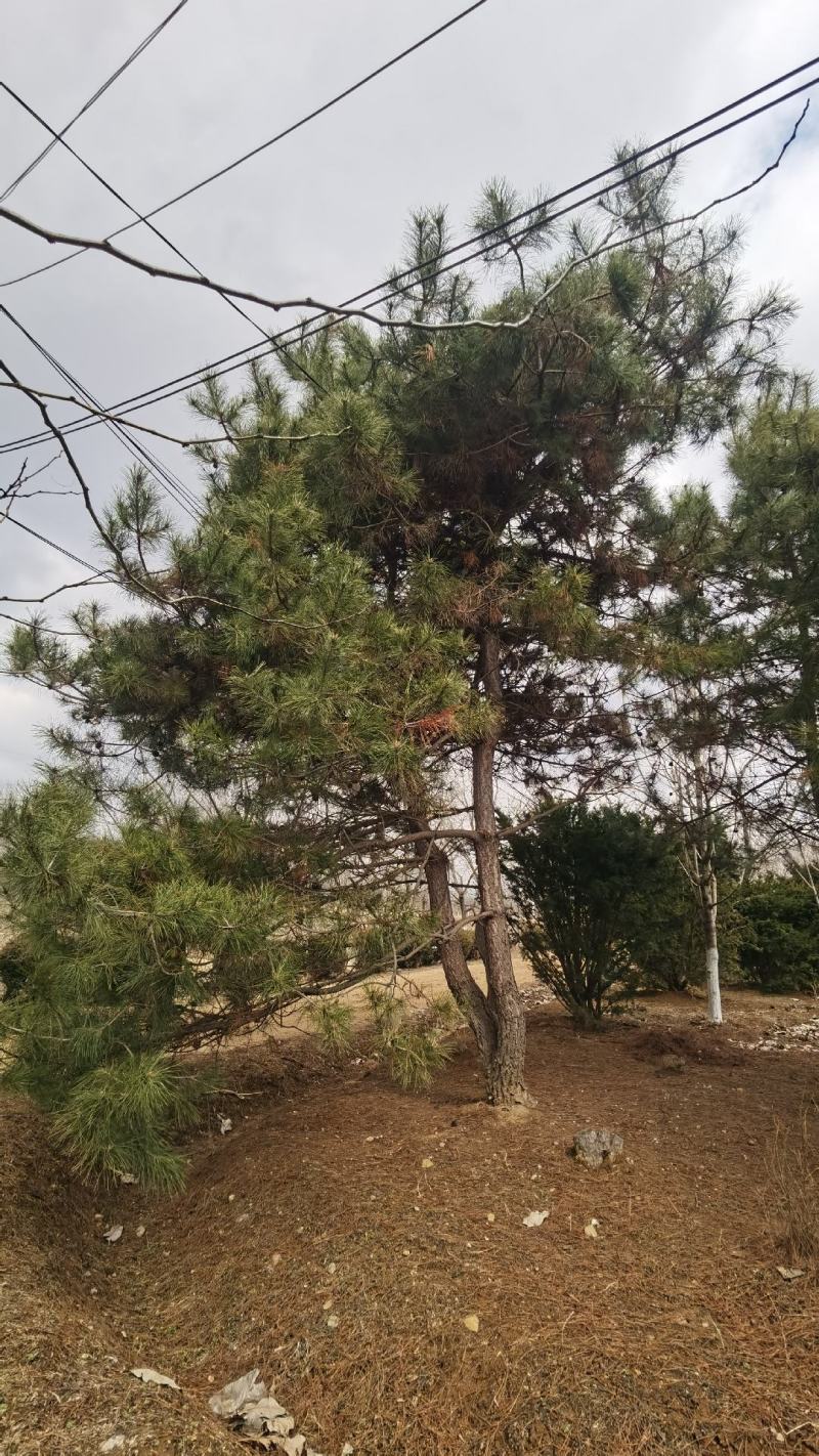 油松造型树广场绿化油松公园别墅区造园景观树