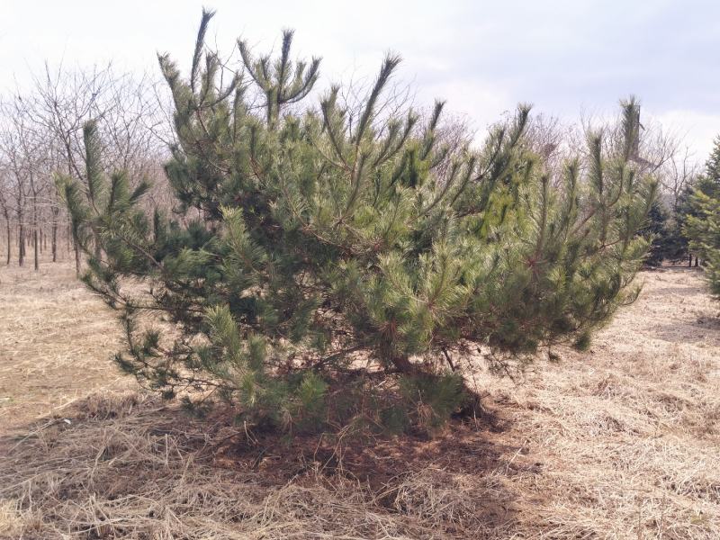 油松造型树广场绿化油松公园别墅区造园景观树