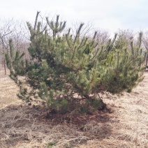 油松造型树广场绿化油松公园别墅区造园景观树