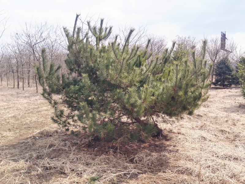 油松造型树广场绿化油松公园别墅区造园景观树