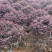 红花继木球球形好观赏性好易养活养护容易