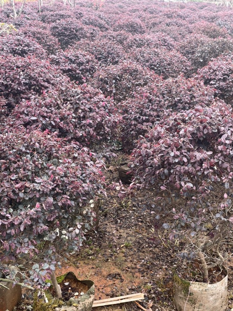 红花继木球球形好观赏性好易养活养护容易