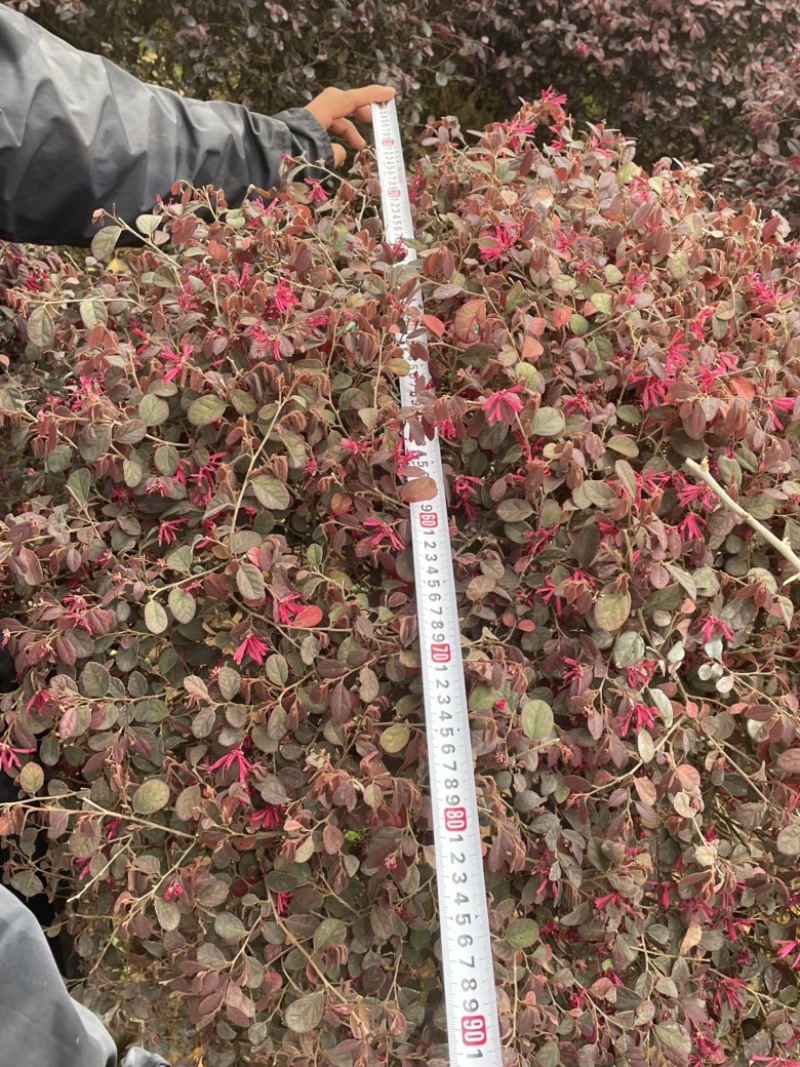 红花继木球球形好观赏性好易养活养护容易