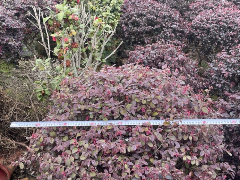 红花继木球球形好观赏性好易养活养护容易