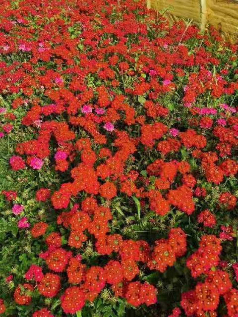 美女樱红花美女樱提供工地用苗