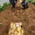 【实力代办】荷兰土豆大量上市，基地供货，质量保证，全国发货