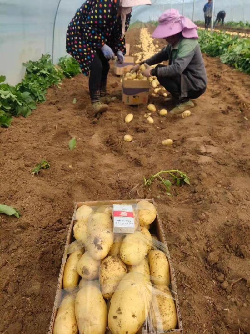 【实力代办】荷兰土豆大量上市，基地供货，质量保证，全国发货