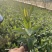 金丝桃绿化苗木提供工地价格优惠欢迎各位朋友光临
