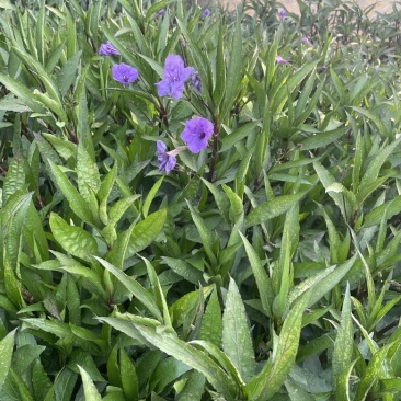 翠芦莉观赏性强欢迎订购