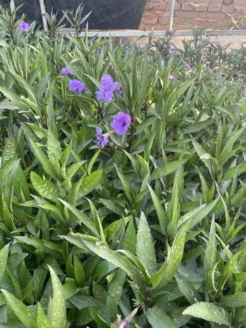 翠芦莉观赏性强欢迎订购