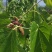 【优质桑葚】大凉山新鲜桑椹上市质量保障视频看货等您来电