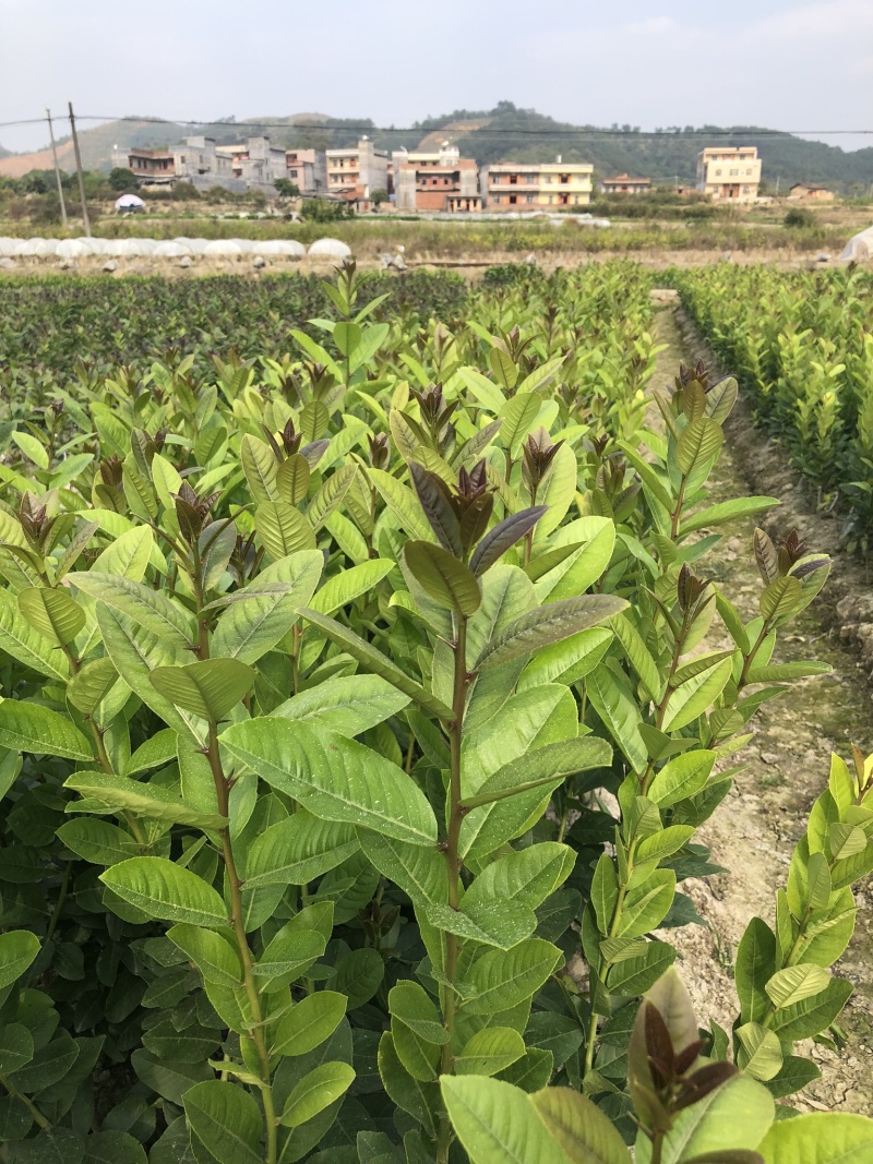 广东香水无籽柠檬台湾香水柠檬无籽青柠正宗嫁接苗