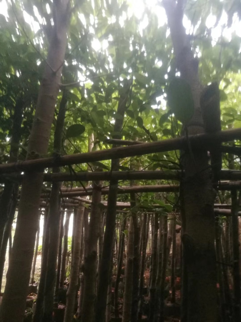 阴香。珍贵的苗木种植。精品阴香5-15分量大可开发票