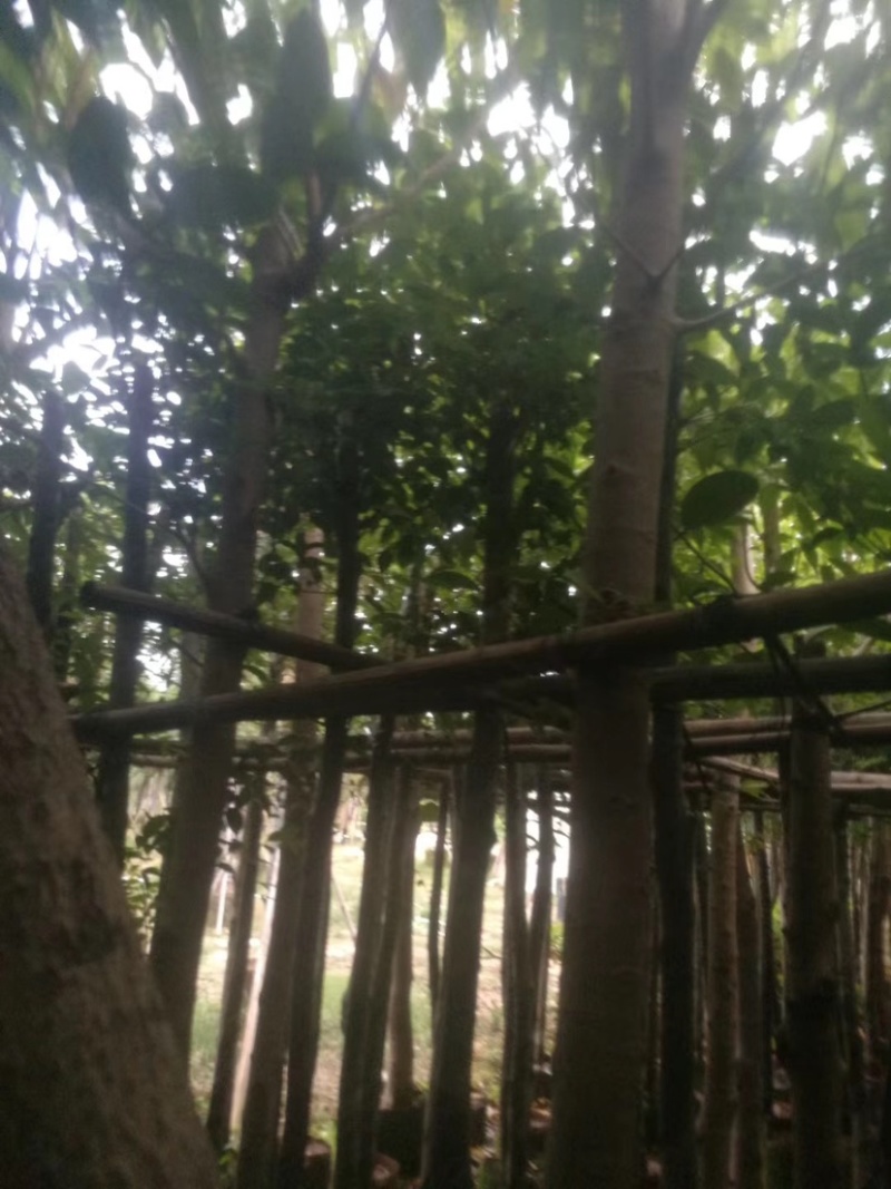阴香。珍贵的苗木种植。精品阴香5-15分量大可开发票