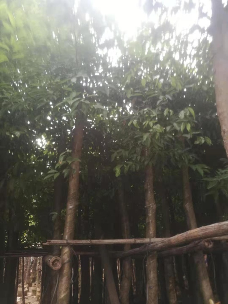 阴香。珍贵的苗木种植。精品阴香5-15分量大可开发票