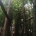 阴香。珍贵的苗木种植。精品阴香5-15分量大可开发票