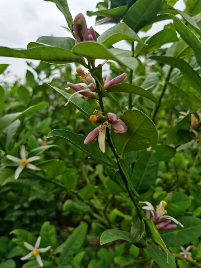 广东香水无籽柠檬台湾香水柠檬无籽青柠正宗嫁接苗