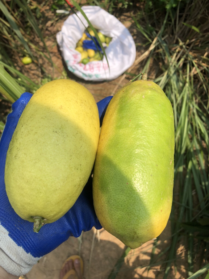 广东香水无籽柠檬台湾香水柠檬无籽青柠正宗嫁接苗