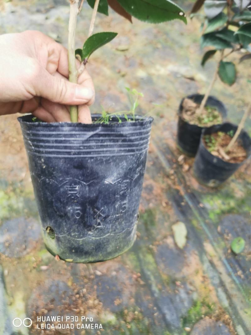 红叶贝拉开花大红花苞特大