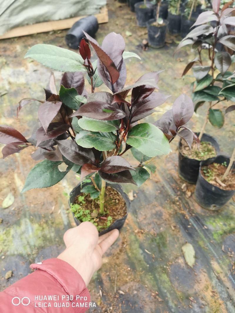 红叶贝拉开花大红花苞特大