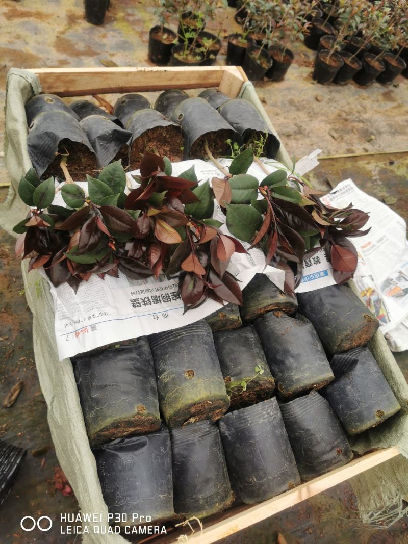 红叶贝拉开花大红花苞特大