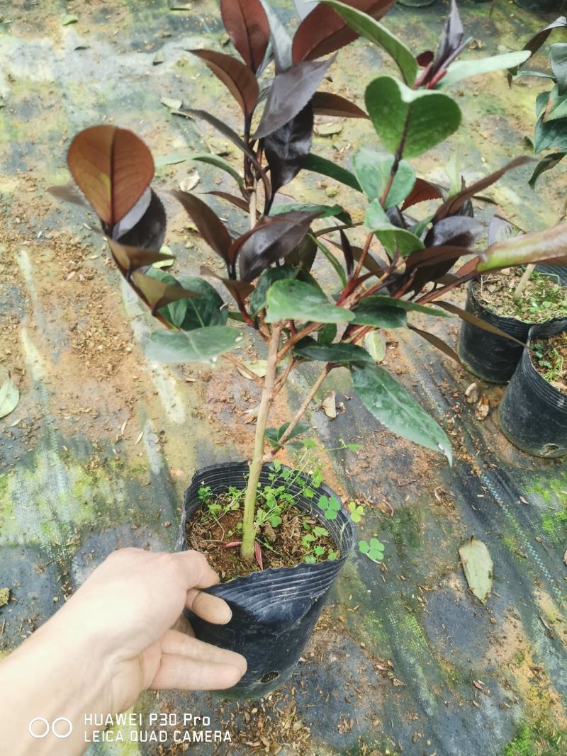 红叶贝拉开花大红花苞特大
