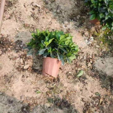 栀子花，花开富贵，清香四溢