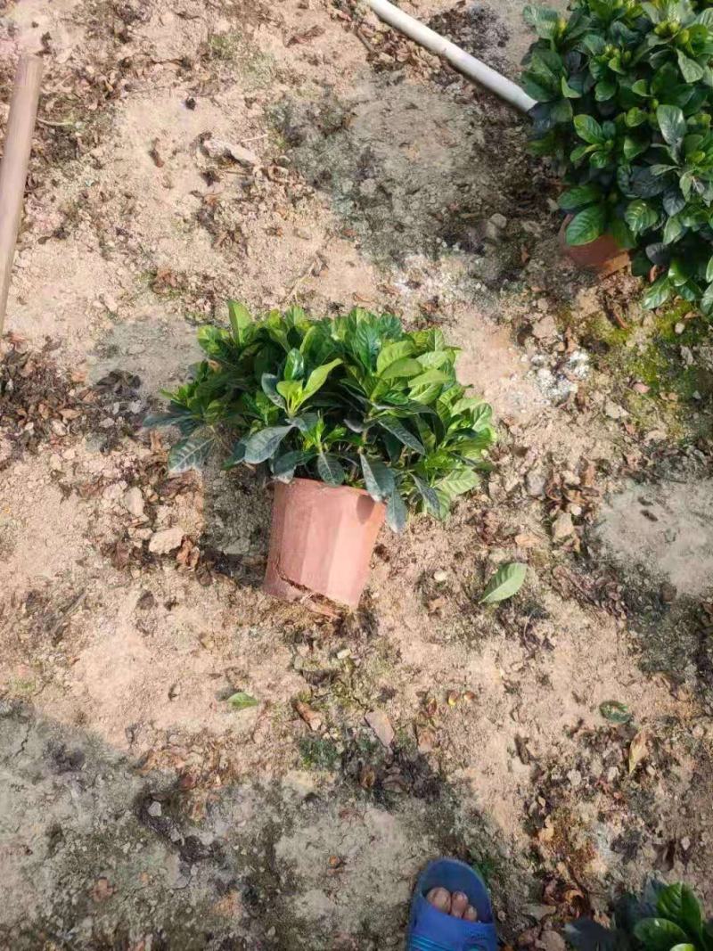 栀子花，花开富贵，清香四溢