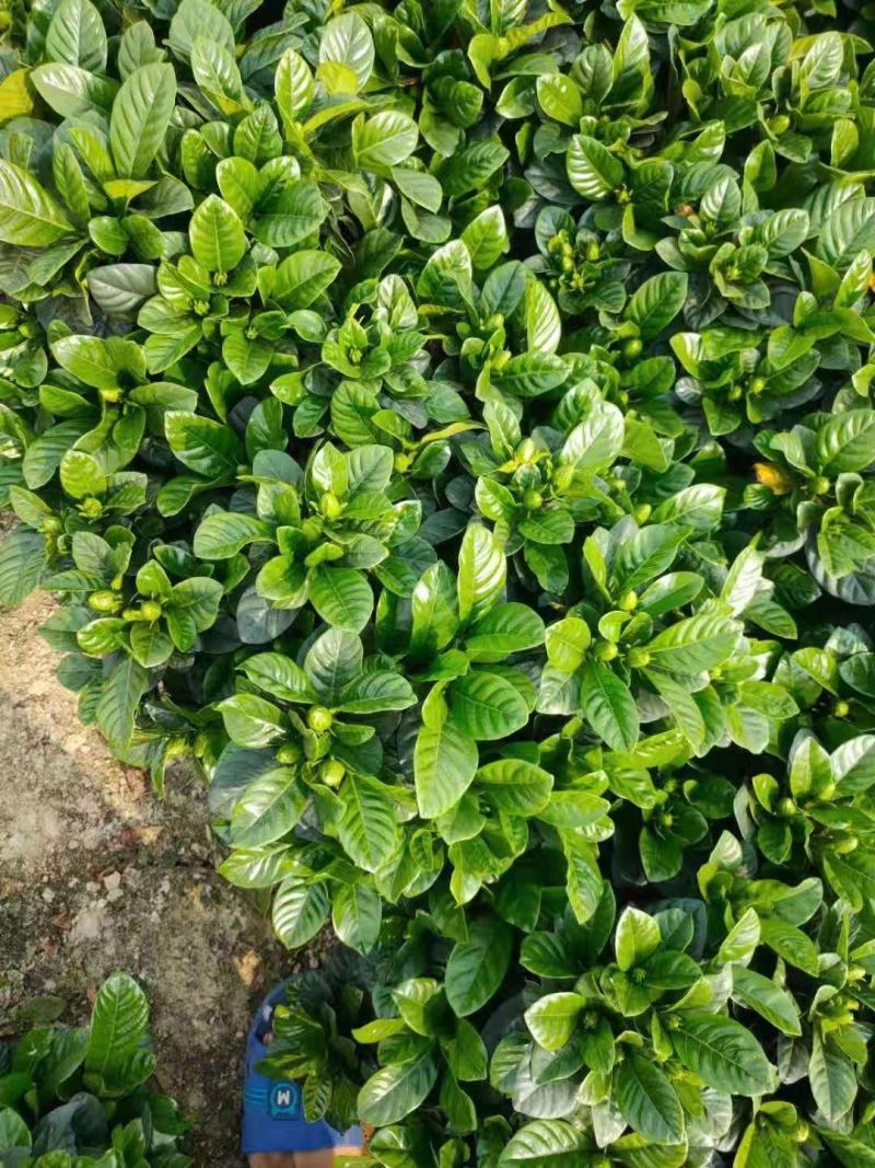 栀子花，花开富贵，清香四溢