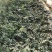 甜王西瓜四斤打底，八成熟