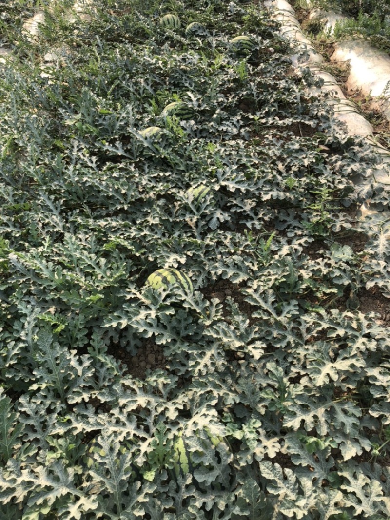 甜王西瓜四斤打底，八成熟