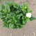 精品230盆160盆栀子花盆景