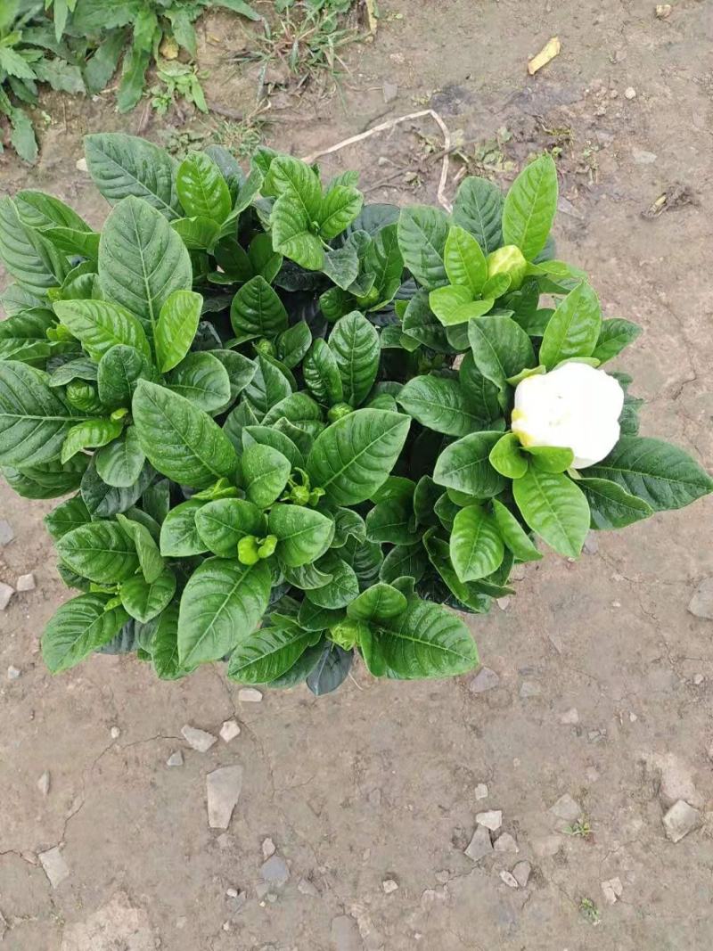 精品230盆160盆栀子花盆景