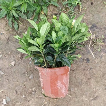 精品230盆160盆栀子花盆景