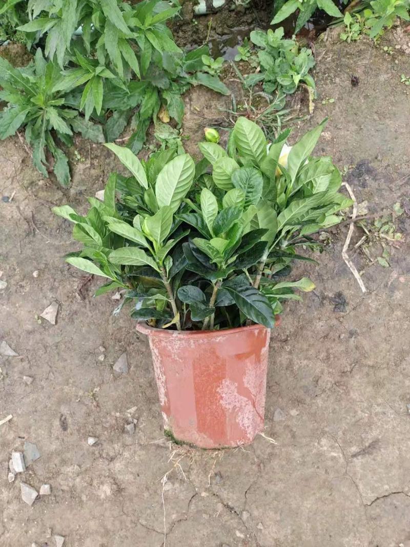 精品230盆160盆栀子花盆景