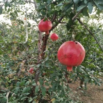 河阴软籽石榴苗，嫁接苗，成年大树当年挂果基地种植