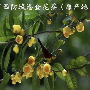 金花茶树名贵种金花茶树苗广西金花茶盆栽茶