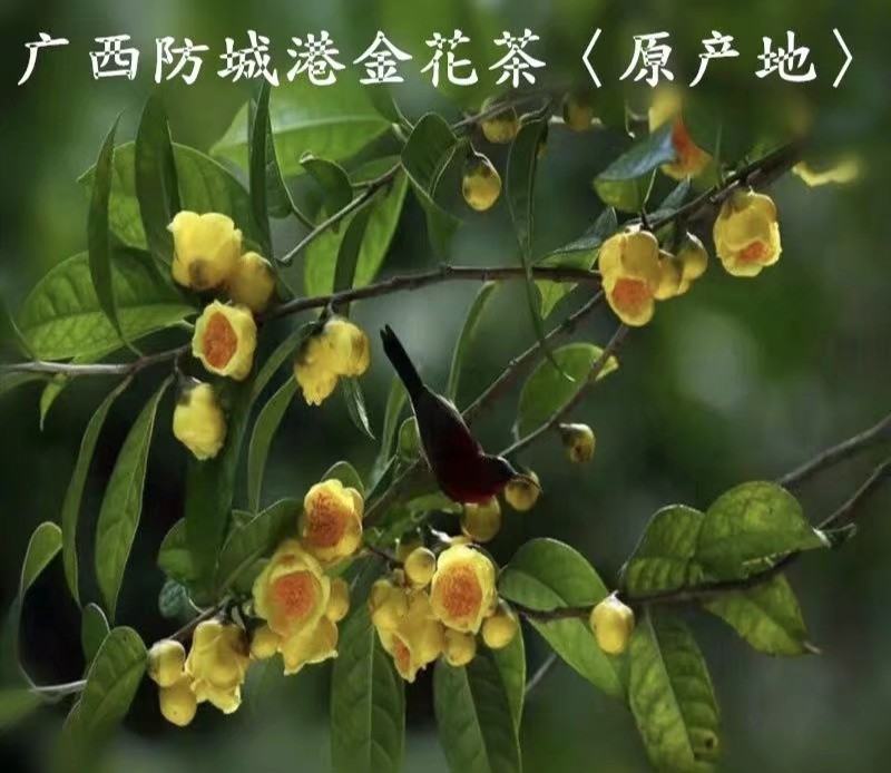金花茶树名贵种金花茶树苗广西金花茶盆栽茶