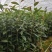 金花茶树名贵种金花茶树苗广西金花茶盆栽茶