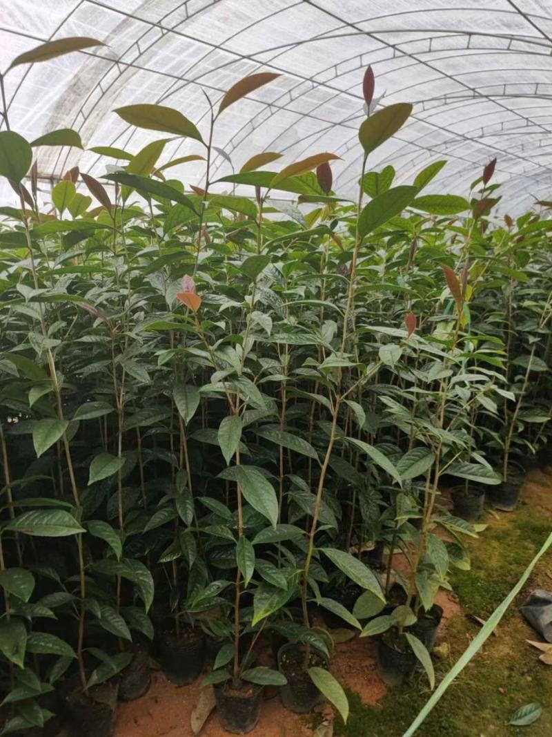 金花茶树名贵种金花茶树苗广西金花茶盆栽茶