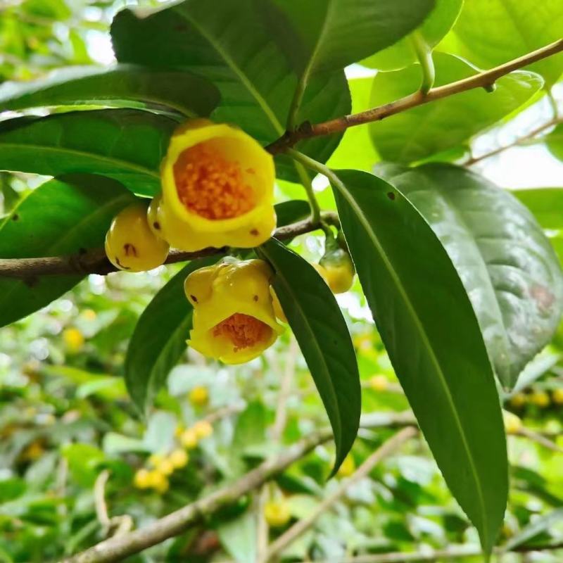 金花茶树名贵种金花茶树苗广西金花茶盆栽茶