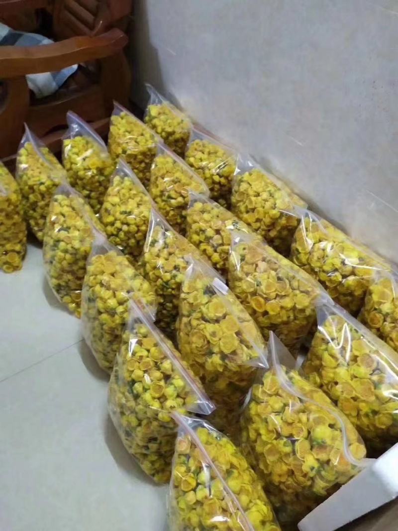 金花茶树名贵种金花茶树苗广西金花茶盆栽茶
