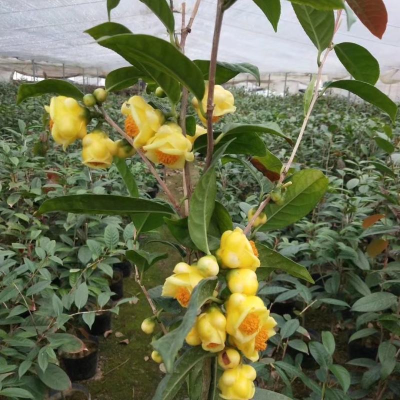 金花茶树名贵种金花茶树苗广西金花茶盆栽茶