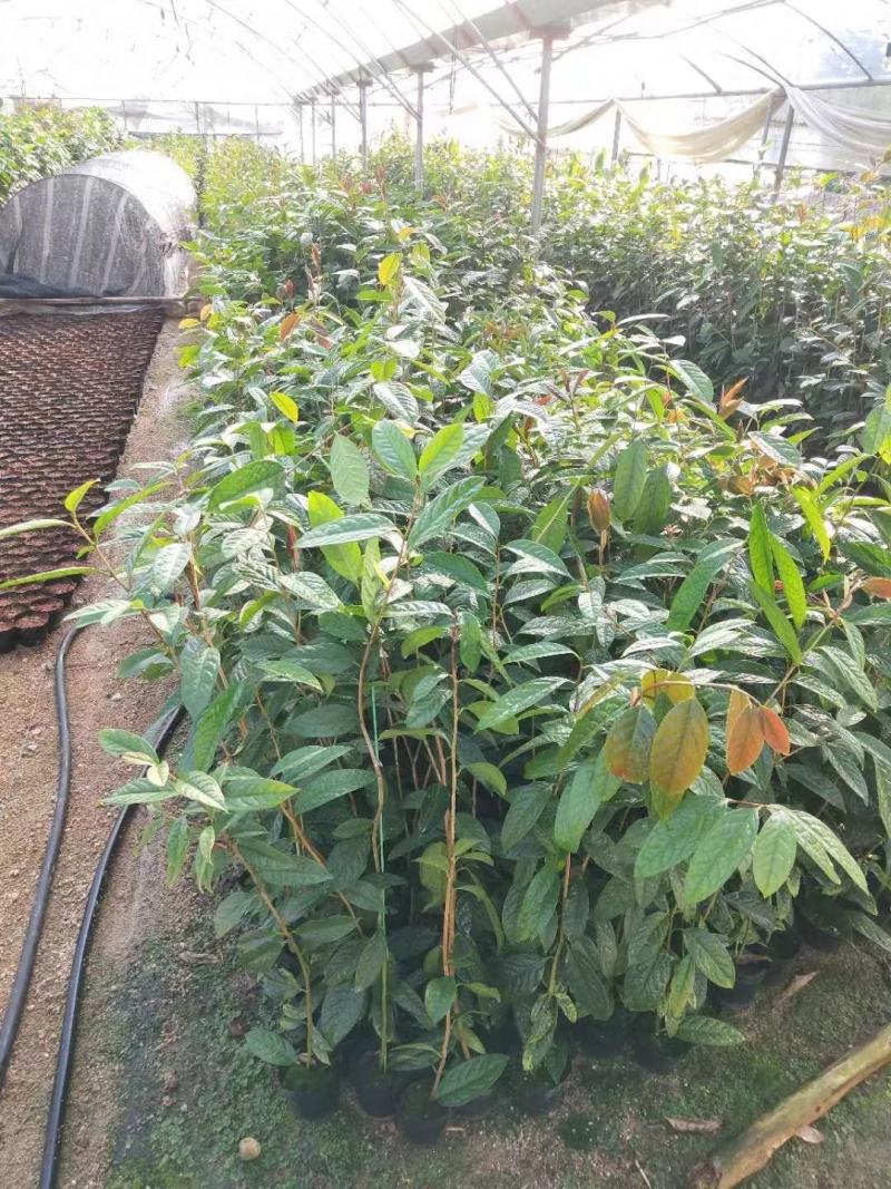金花茶树名贵种金花茶树苗广西金花茶盆栽茶
