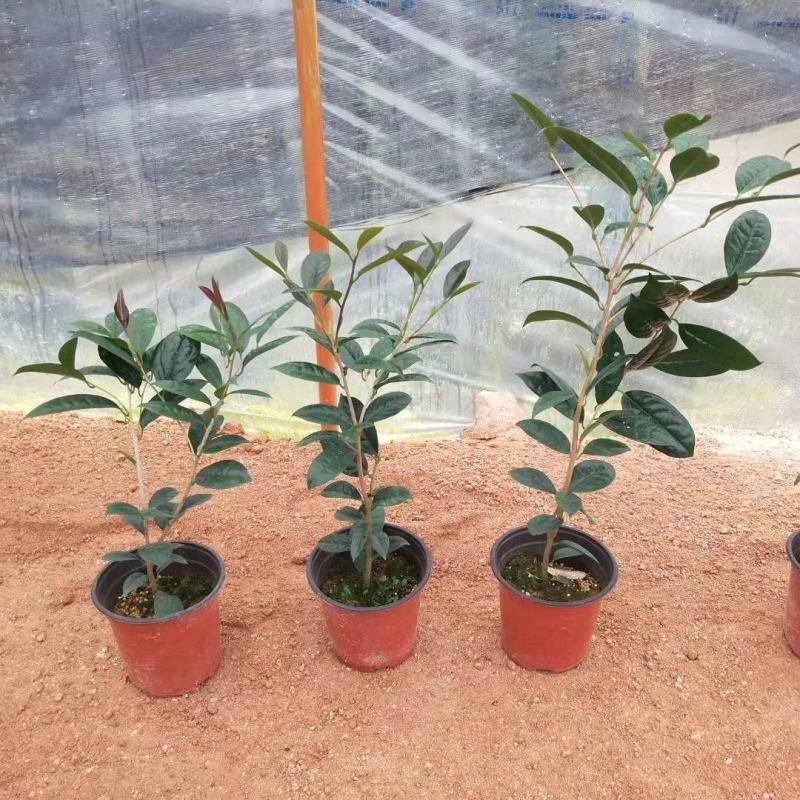 金花茶树名贵种金花茶树苗广西金花茶盆栽茶