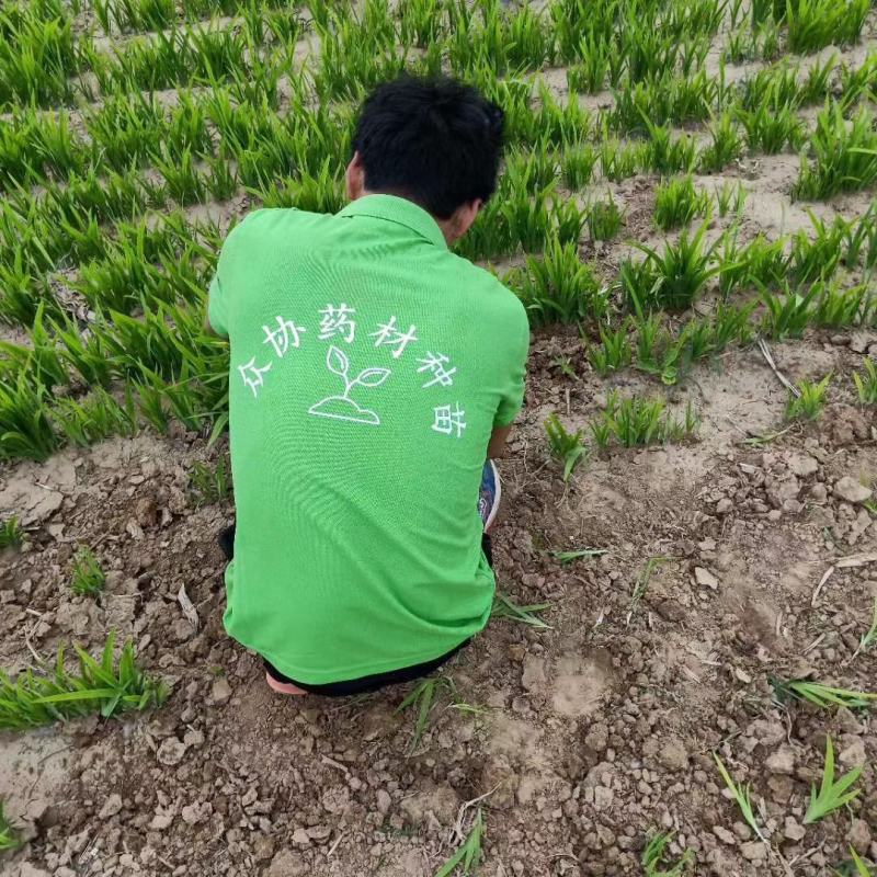 射干种子基地直销，射干籽，中药材射干基地