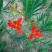 射干种子基地直销，射干籽，中药材射干基地