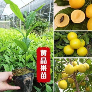 台湾名贵果树黄晶果苗黄金果树苗盆栽果树早结果