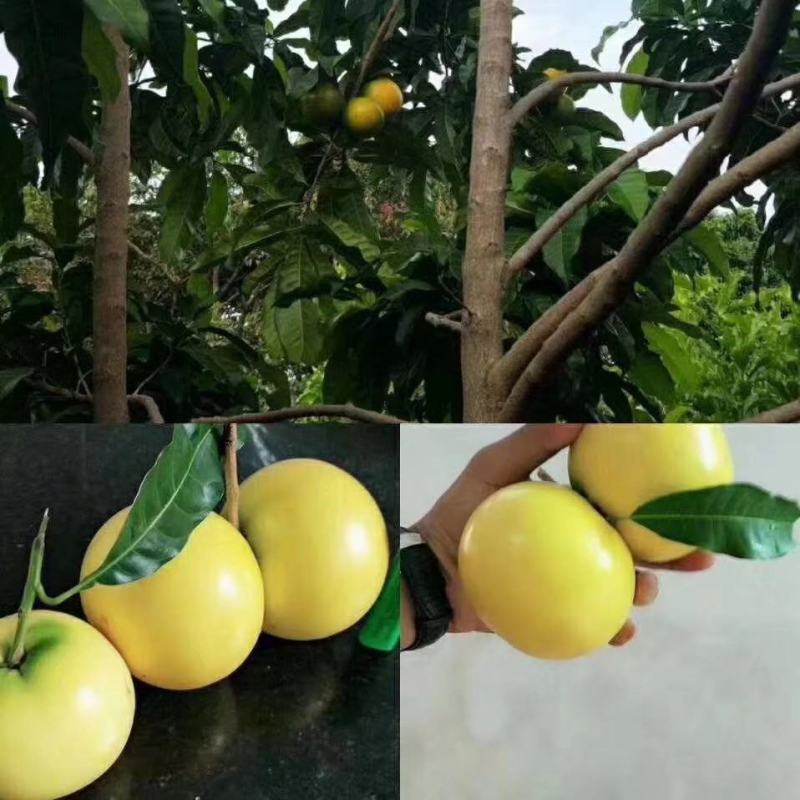 台湾名贵果树黄晶果苗黄金果树苗盆栽果树早结果